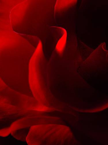 Print of Floral Photography by Robert Schilder