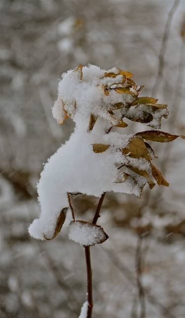 Print of Expressionism Nature Photography by Agnieszka Kukawska