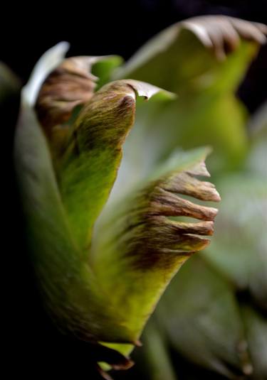 Original Art Deco Nature Photography by Agnieszka Kukawska