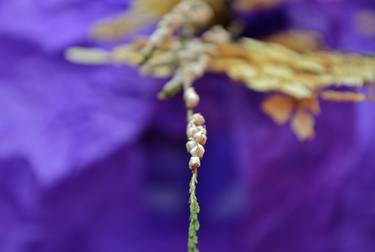 Lavender thumb