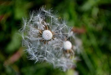 Original Nature Photography by Agnieszka Kukawska