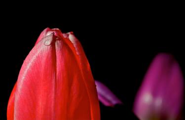 Print of Art Deco Floral Photography by Agnieszka Kukawska