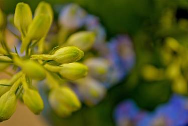 The Golden Bells thumb