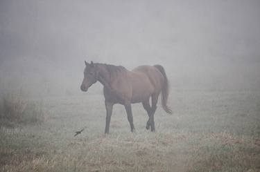 Horse & Bird in a Mist thumb