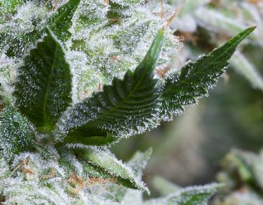 Cannabis, Trichome Frost 01 - Limited Edition of 5 thumb