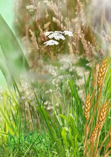 Wheat in the field thumb