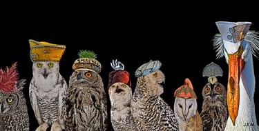 OWLS WITH HATS thumb