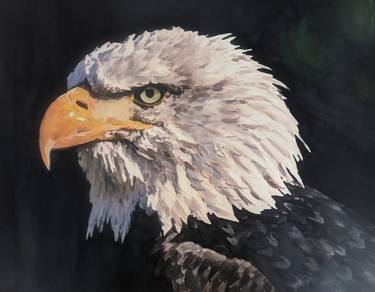 Bald Eagle Portrait thumb
