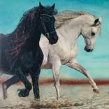 Black & White stallions by KATA DEAN