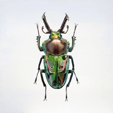 Original Photorealism Animal Paintings by Young-sung Kim
