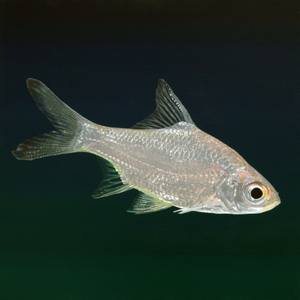 Collection New This Week 5-4-2015