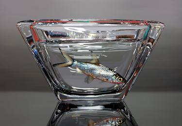 Original Photorealism Animal Paintings by Young-Sung Kim