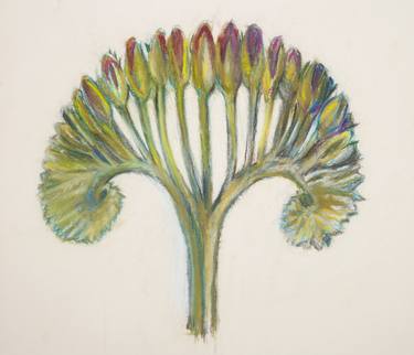 Print of Figurative Botanic Drawings by Toby Rabiner