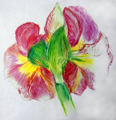 Original Botanic Drawing by Toby Rabiner