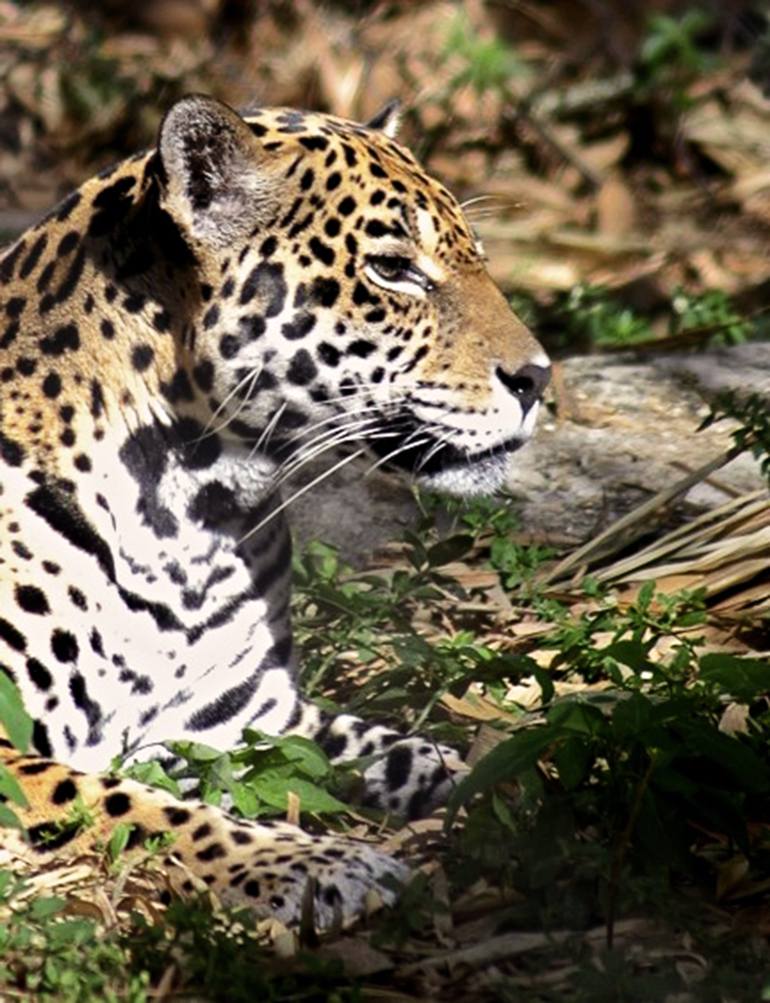 Jaguar Photography Art