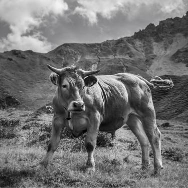 Swiss Bull of the mountain, black and white square art thumb