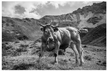 Bull of the Alps, black and white original wall art thumb