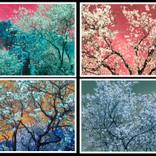 Collection THE LULLABY OF NATURE