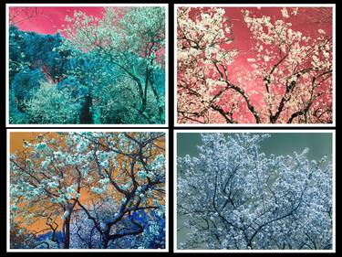Nature and Seasons (4 photographs) thumb