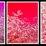 Collection THE LULLABY OF NATURE