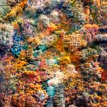 Collection Wall of Nature