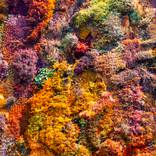Collection Wall of Nature
