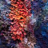 Collection Wall of Nature