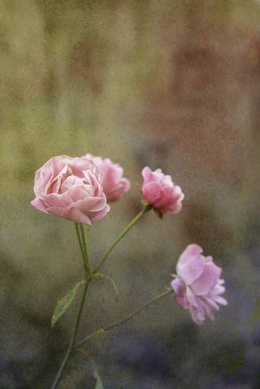 Original Fine Art Botanic Photography by Viet Ha Tran