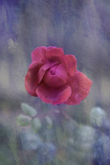 Original Fine Art Botanic Photography by Viet Ha Tran