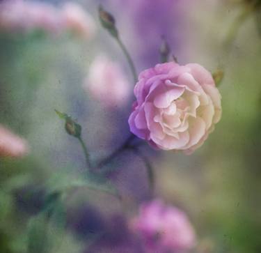 Original Fine Art Botanic Photography by Viet Ha Tran