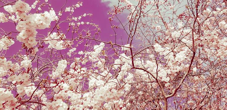 Original Floral Photography by Viet Ha Tran | Abstract Art on Paper | The colors of spring VI - Limited Edition of 10