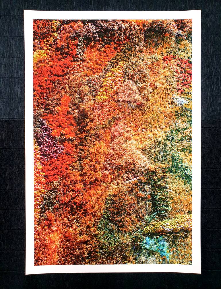 Original Abstract Botanic Photography by Viet Ha Tran