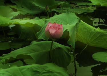 The Lotus Flower - Limited Edition 2 of 20 thumb