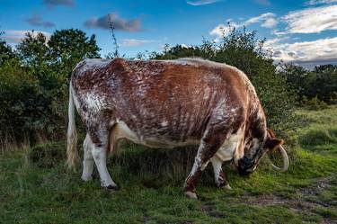 Print of Figurative Animal Photography by Marcus Bastel