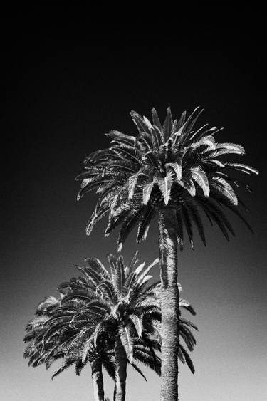 Print of Documentary Nature Photography by Joe Fox