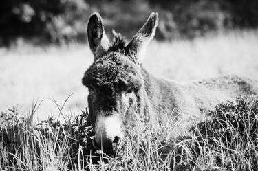 Print of Documentary Animal Photography by Joe Fox