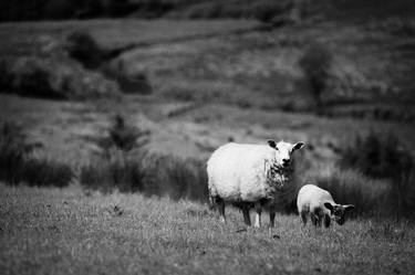 Print of Documentary Animal Photography by Joe Fox