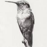 Colibrí by Pedro Rodriguez Fernandez