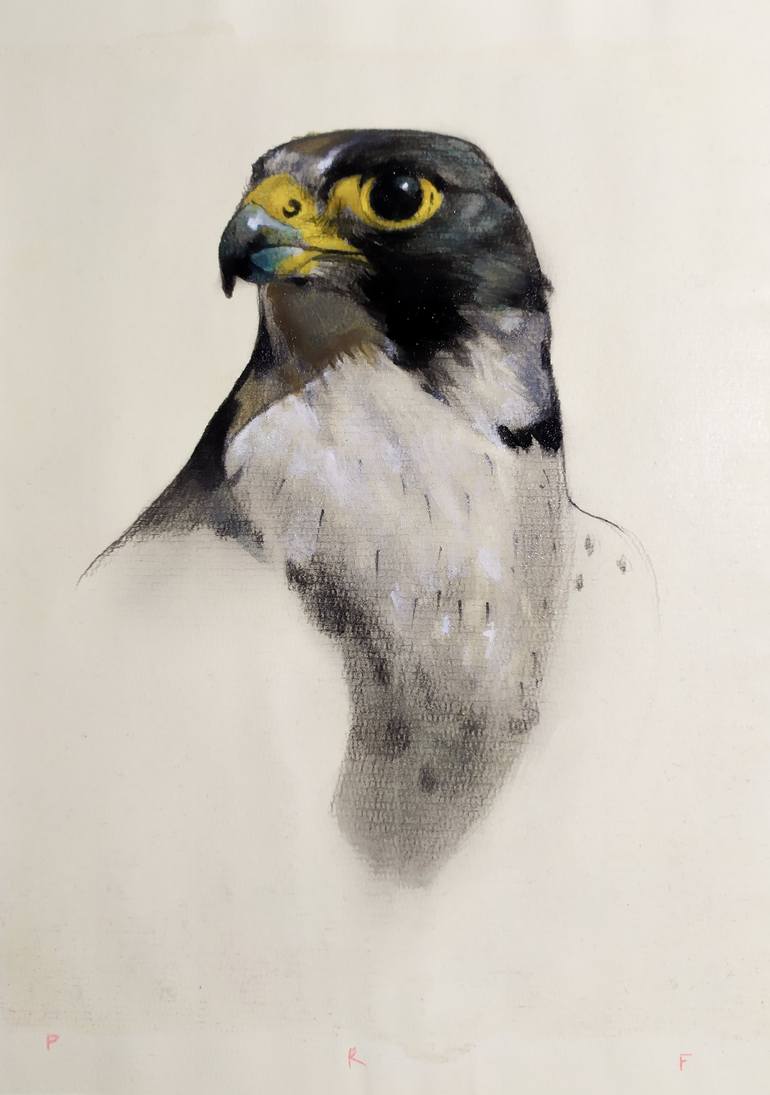 Peregrine Falcon Painting by Pedro Rodriguez Fernandez | Saatchi Art