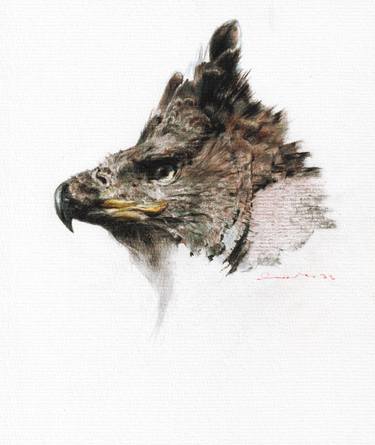 African Crowned Eagle thumb