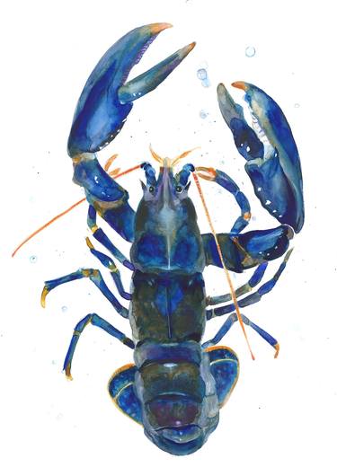 Blue Lobster thumb