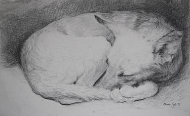 Original Animal Drawing by Rene Grgic-Dakovic