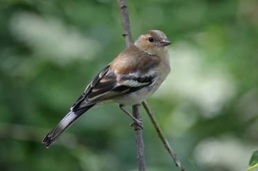 Chaffinch in Kent thumb