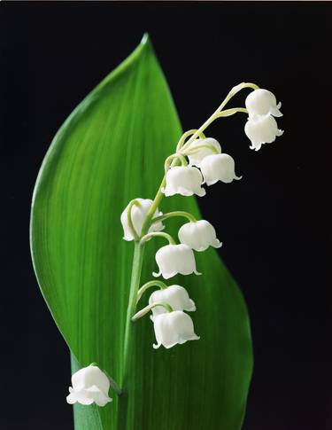 Lily of the Valley thumb