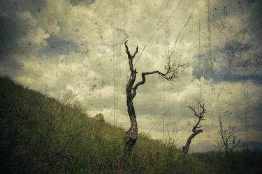 Print of Tree Photography by Oleksiy Gudzovskyy
