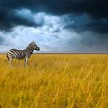 One More Storm by Oleksiy Gudzovskyy