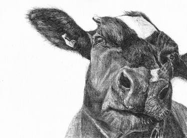 Original Animal Drawings by Aleksandra Czuja