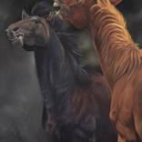 Fighting Stallions by Susan Taylor