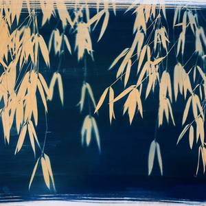 Collection Bamboo series