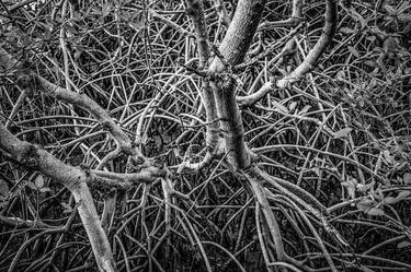Mangrove Roots No. 1 thumb